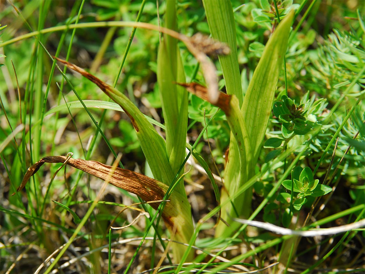 Anacamptis pyramidalis